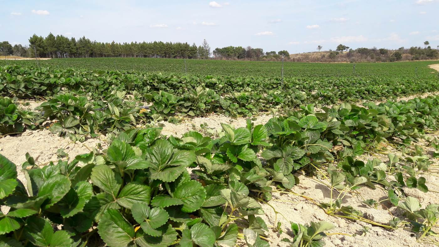 MAAE plants nursery